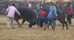 Maneka Gandhi raises alarm over illegal bullfighting