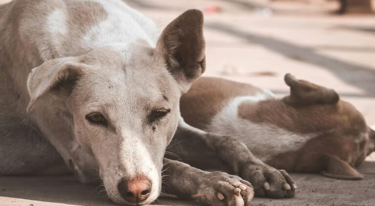 The Meghalaya High Court Orders to Provide Shelter Homes for Stray Dogs in Shillong