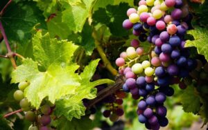 From heart health to immunity: Benefits of grapes explained