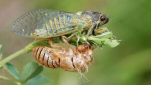 Ri-Bhoi Forum Announces Niangtaser Festival for Rare ‘World Cup’ Insect Celebration